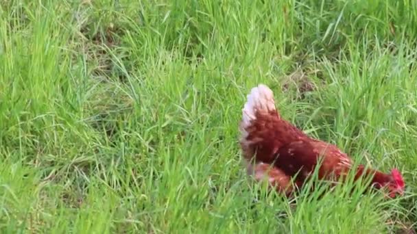 Organik Kümes Hayvanları Mutlu Tavuk Çiftliği Ile Serbest Tavuk Çiftliği — Stok video