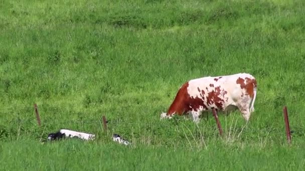 Comer Vacas Pastando Terras Agrícolas Pecuária Biológica Como Produção Biológica — Vídeo de Stock