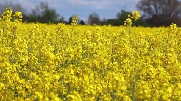 Campo Orgánico Colza Pleno Soplo Flores Amarillas Floreciendo Primavera Con — Vídeo de stock