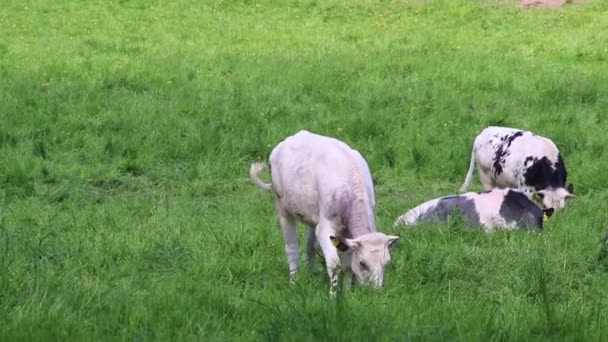 Jíst Krávy Pasoucí Stojící Zemědělské Půdě Ekologickém Chovu Skotu Jako — Stock video