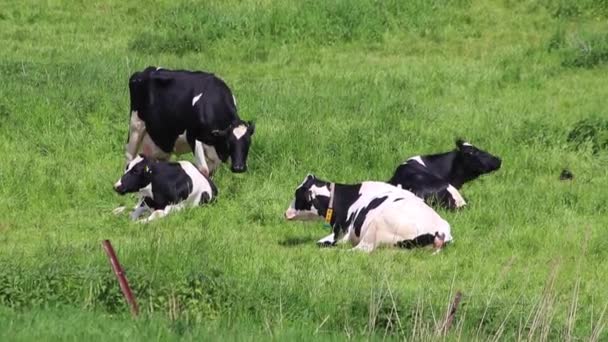 牛の放牧を食べ 有機牛飼育場の農地に立つ有機牛の生産と農村経済の有機牛乳産業と牛乳生産のための無料の範囲草原で家畜 — ストック動画