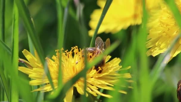Zajęty Pszczoła Żółty Kwiat Mniszka Lekarskiego Wiosną Zbiera Pyłek Podczas — Wideo stockowe