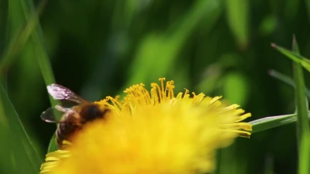 Upptaget Gul Maskros Blomma Våren Samlar Pollen Samtidigt Pollinera Och — Stockvideo