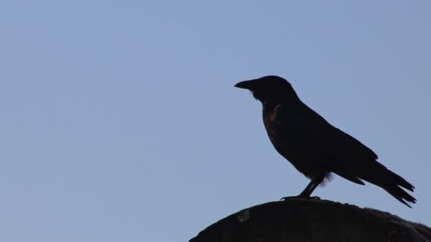 黑色乌鸦或黑色乌鸦坐在蓝色背景的前面 注意寻找猎物和小动物 就像在荒野中观察的黑鸟 用黑色翅膀捕食杂食动物一样 — 图库视频影像