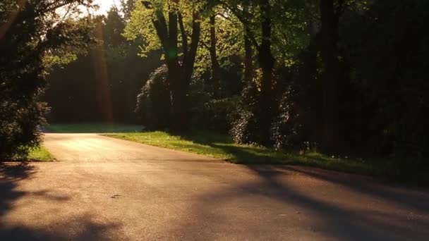 Golden Hour Sunset Trees Public Park Pathway Shiny Golden Sunlight — Stock video