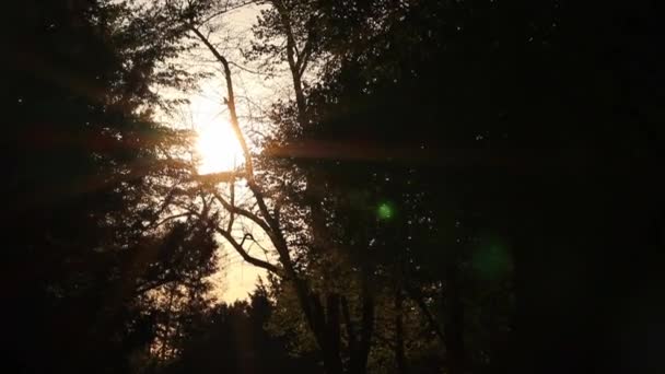 Golden Hour Sunset Trees Public Park Pathway Shiny Golden Sunlight — Stock Video