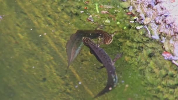 Paarungspärchen Von Kammmolchen Oder Paarenden Salamandern Gartenteich Paarungszeit Zeigen Paarungsgewohnheiten — Stockvideo