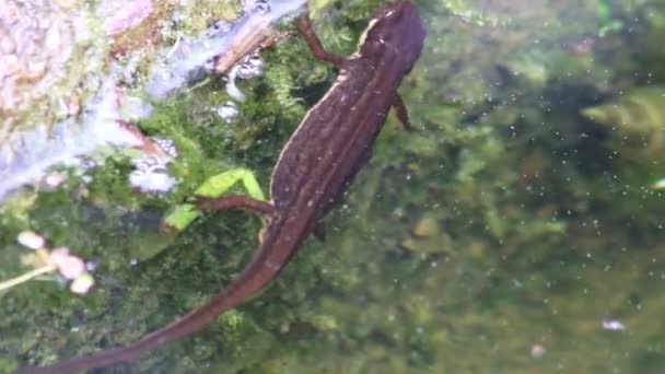 Couple Accouplements Grands Tritons Crête Salamandres Période Accouplement Dans Étang — Video