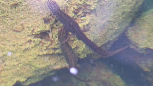 Apareamiento Pareja Grandes Tritones Cresta Salamandras Apareamiento Estanque Jardín Temporada — Vídeos de Stock