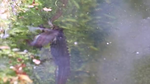 在花园池塘的交配季节 交配两只大鲱鱼或交配性蜥蜴在自然湖中的交配习性表现为水生动物在水下田园诗般的环境中的两栖动物 — 图库视频影像