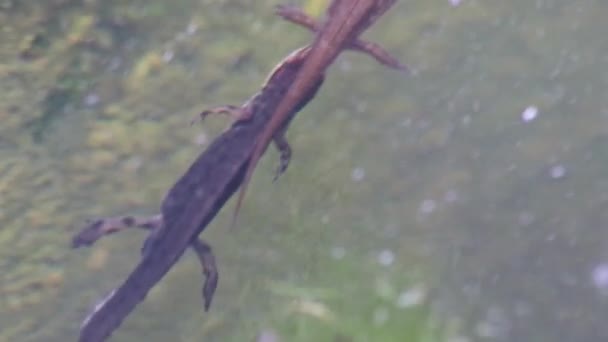 Apareamiento Pareja Grandes Tritones Cresta Salamandras Apareamiento Estanque Jardín Temporada — Vídeos de Stock