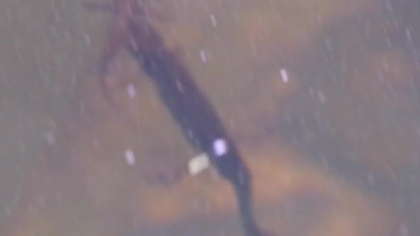 在花园池塘的交配季节 交配两只大鲱鱼或交配性蜥蜴在自然湖中的交配习性表现为水生动物在水下田园诗般的环境中的两栖动物 — 图库视频影像