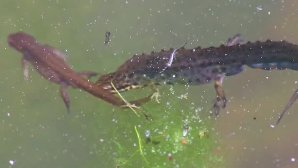 Çiftleşen Iki Büyük Ibikli Semender Bahçe Göleti Çiftleşme Mevsiminde Semender — Stok video