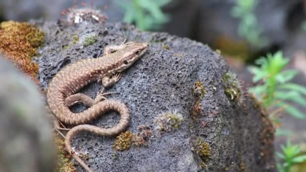 Lagarto Marrón Calentándose Sol Del Desierto Escondido Peligro Como Reptil — Vídeos de Stock