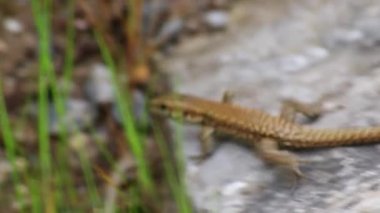 Çöl güneşinde ısınan kahverengi kertenkele, utangaç, soğuk kanlı etoburlar çöl ortamında avlanırken ve sürünürken tehlike altında saklanıyor.