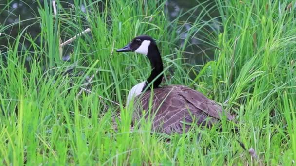 Breeding Canada Goose Nest Eggs Hatching Incubating Nesting Bird Lake — Stock Video