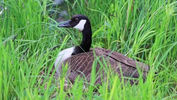 在湖滨的鸟巢里孵蛋孵蛋 像筑巢的小鸟一样 在芦苇中很好地保护着 保护着海滨的小野鹅 这就是困倦和困倦的睡眠 — 图库视频影像