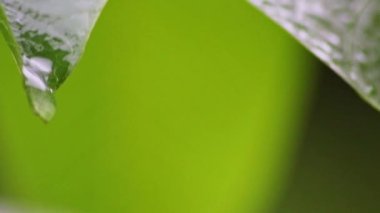 Yaz yağmurunda yapraktan düşen yağmur damlası düşen yağmur damlalarını yağmurlu havalarda ve yağmurlu günlerde yağmur damlaları olarak gösterir. Yağmur ormanlarında çevreci bakım ve yeşil yaprak üzerinde gelişir.