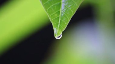 Yaz yağmurunda yapraktan düşen yağmur damlası düşen yağmur damlalarını yağmurlu havalarda ve yağmurlu günlerde yağmur damlaları olarak gösterir. Yağmur ormanlarında çevreci bakım ve yeşil yaprak üzerinde gelişir.