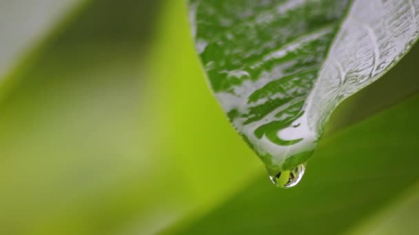 雨天や雨の日には健康な環境として雨が降り 雨の日には環境への配慮や緑の葉の成長が見られる — ストック動画
