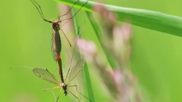 Pareja Moscas Grúa Mostrando Comportamiento Apareamiento Primavera Para Reproducción Mosquitos — Vídeos de Stock
