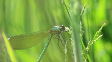 Dişi bantlı matmazel (Caloptery Splendens) altın kanatlı, yeşil renkli bir vücut ve filigran böceği avcısı sağlıklı bir ortam ve doğanın kırılganlığını gösterirken kırmızı bir çember gözleriyle