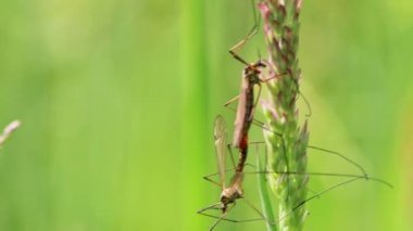 Turna sineği çifti, çiftleşme zamanlarında uzun bacakları ve kanatları eşleşerek çimenlerde asılı duran yeşil çayır sineklerinin ve sineklerin üremesi için ilkbaharda çiftleşme davranışlarını sergiliyor.