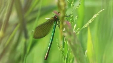 Dişi bantlı matmazel (Caloptery Splendens) altın kanatlı, yeşil renkli bir vücut ve filigran böceği avcısı sağlıklı bir ortam ve doğanın kırılganlığını gösterirken kırmızı bir çember gözleriyle