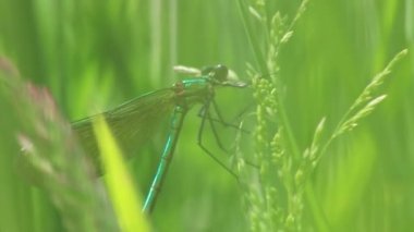 Dişi bantlı matmazel (Caloptery Splendens) altın kanatlı, yeşil renkli bir vücut ve filigran böceği avcısı sağlıklı bir ortam ve doğanın kırılganlığını gösterirken kırmızı bir çember gözleriyle