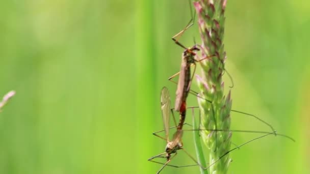 Jeřáb Létat Pár Ukazuje Páření Chování Jaře Pro Reprodukci Komárů — Stock video