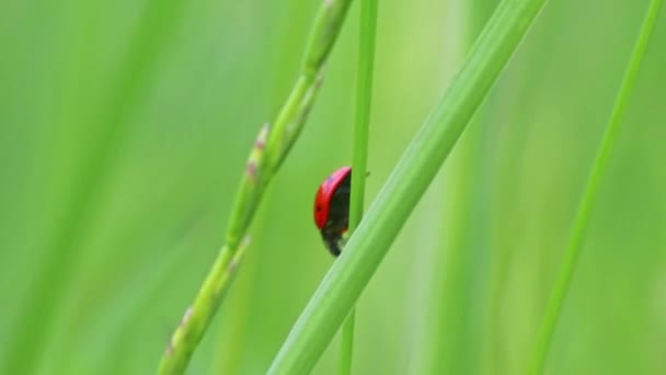 Noktalı Uğur Böceği Nin Bitkileri Yemesi Faydalı Böcek Bitkiler Için — Stok video