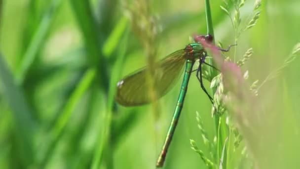 Θηλυκό Banded Δεσποινίς Caloptery Splendens Χρυσά Φτερά Ένα Πράσινο Χρωμιωμένο — Αρχείο Βίντεο