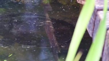 Su yüzeyinde yüzen kaplumbağa veya tatlı su kaplumbağası veya gölet kaplumbağası nesli tükenmekte olan türler olarak yiyecek arayarak Avrupa 'da su kaplumbağası olarak makro görünüme sahip türleri tanıttı.