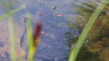 Su yüzeyinde yüzen kaplumbağa veya tatlı su kaplumbağası veya gölet kaplumbağası nesli tükenmekte olan türler olarak yiyecek arayarak Avrupa 'da su kaplumbağası olarak makro görünüme sahip türleri tanıttı.