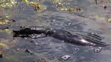 Su yüzeyinde yüzen kaplumbağa veya tatlı su kaplumbağası veya gölet kaplumbağası nesli tükenmekte olan türler olarak yiyecek arayarak Avrupa 'da su kaplumbağası olarak makro görünüme sahip türleri tanıttı.