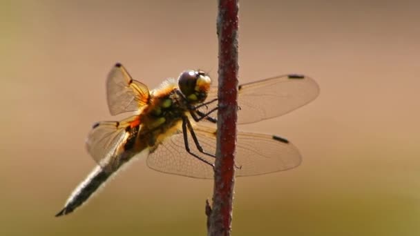 Große Libelle Makro Nahaufnahme Die Sich Der Sonne Aufwärmt Insekten — Stockvideo
