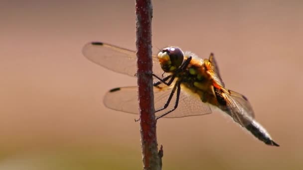 Grote Libelle Macro Close Zicht Opwarmen Zon Jagen Insecten Zoals — Stockvideo