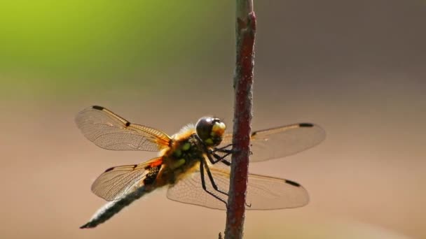 Big Dragonfly Macro Close View Échauffement Soleil Pour Chasser Les — Video