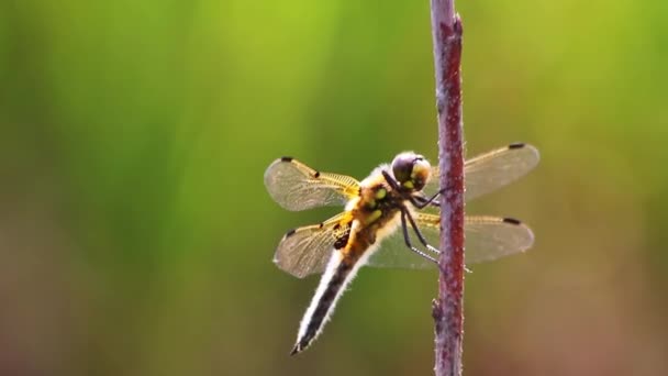 Gran Libélula Macro Vista Cerca Calentándose Sol Para Cazar Insectos — Vídeos de Stock