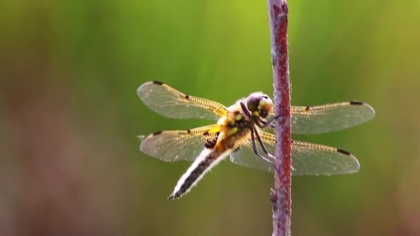 Große Libelle Makro Nahaufnahme Die Sich Der Sonne Aufwärmt Insekten — Stockvideo