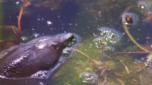 Svømmende Skildpadde Eller Ferskvandskildpadde Eller Damskildpadde Vandniveau Der Søger Efter – Stock-video
