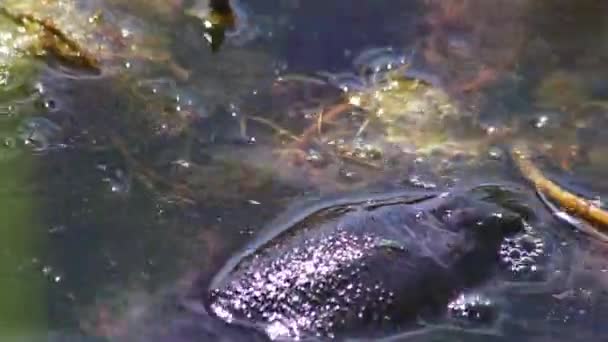 Svømmende Skildpadde Eller Ferskvandskildpadde Eller Damskildpadde Vandniveau Der Søger Efter – Stock-video