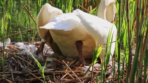 Cisne Branco Gracioso Reprodução Ninho Com Ovos Como Cygnus Branco — Vídeo de Stock