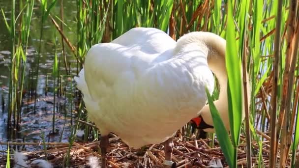 Cisne Branco Gracioso Reprodução Ninho Com Ovos Como Cygnus Branco — Vídeo de Stock