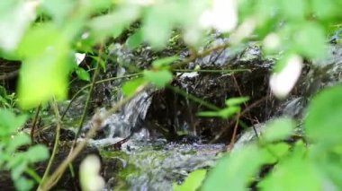 Sakin nehirdeki küçük dalgalar ve taşlarla dolu yeşil orman manzarasında süzülen Idyllic deresi berrak suyla yürüyüş yapan turizmi ve hareketli harika sağlıklı bir çevreyi gösteriyor.
