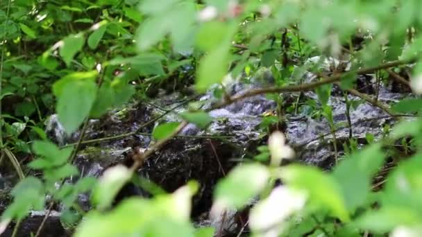 Идиллический Ручей Плавающий Спокойствие Через Зеленые Лесные Пейзажи Маленькими Волнами — стоковое видео
