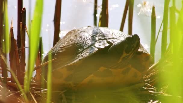 Tortuga Tomando Sol Orilla Lago Calentándose Bajo Sol Mientras Reptiles — Vídeos de Stock