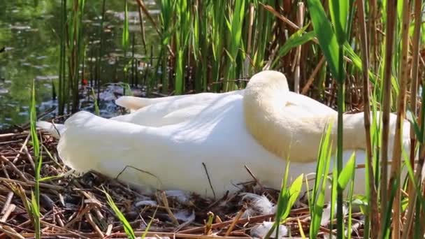 Grappige Witte Zwaan Broeden Nest Met Eieren Als Witte Cygnus — Stockvideo