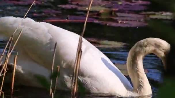 Cisne Branco Dabbling Margem Lago Beira Mar Lagoa Jardim Para — Vídeo de Stock