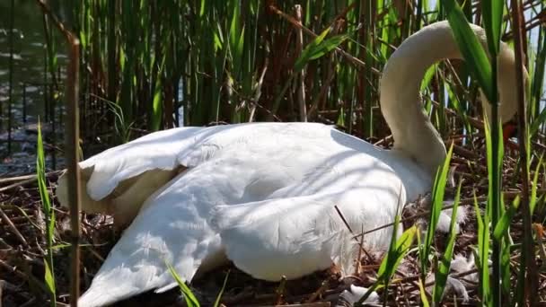Grappige Witte Zwaan Broeden Nest Met Eieren Als Witte Cygnus — Stockvideo